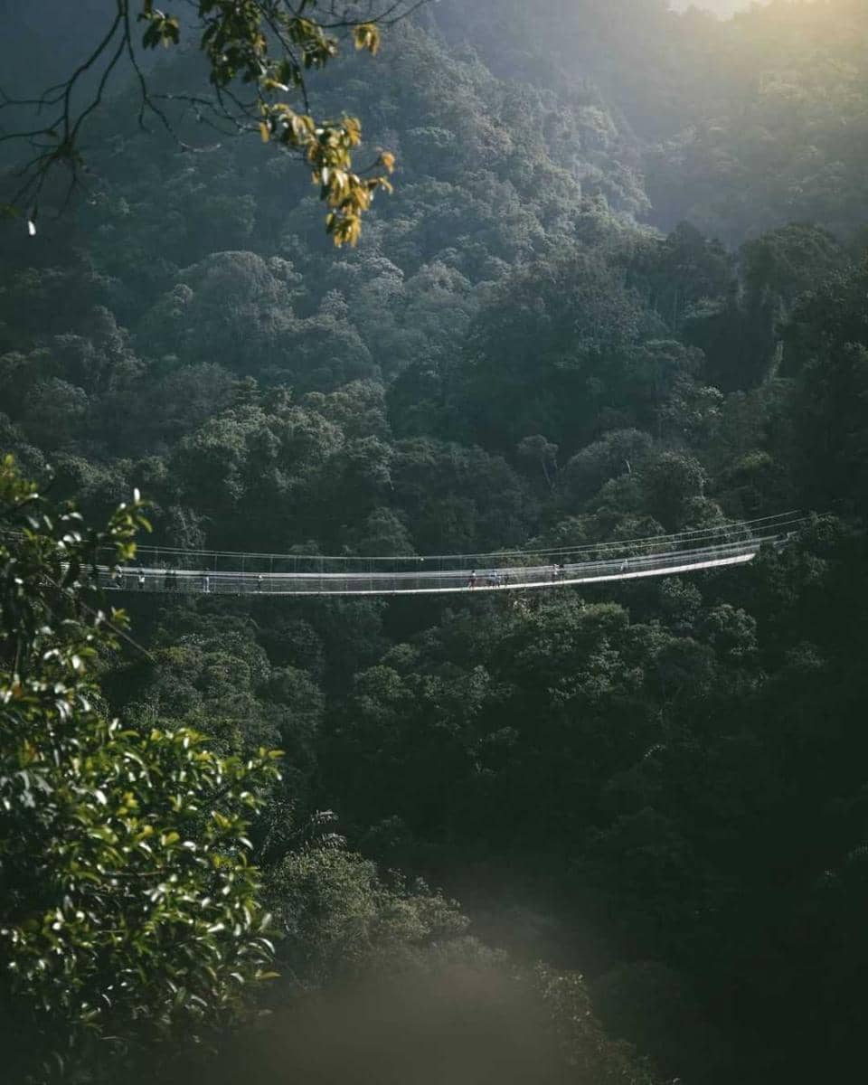 Spot Foto Pentasan Layansari: Jembatan Seni di Tengah Alam Cilacap